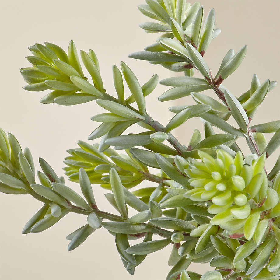 Artificial/Faux Sedum Album Succulent Stem + Reviews Crate & Barrel