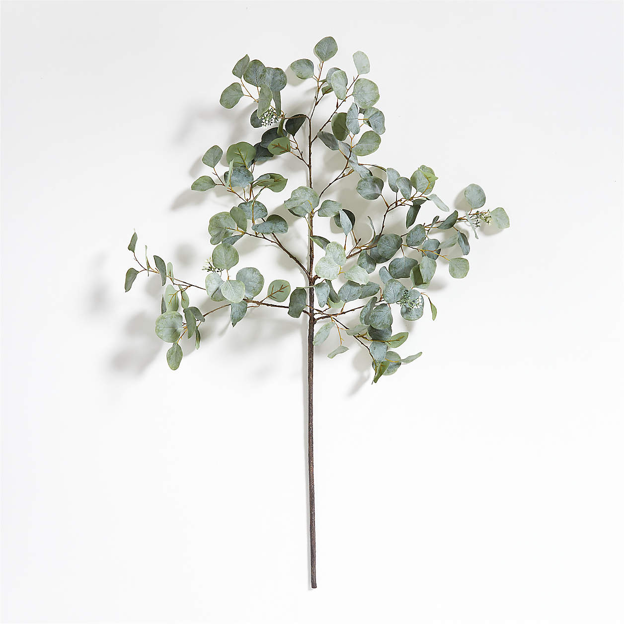 Faux Silver Dollar Eucalyptus Tree 6' + Reviews | Crate & Barrel Canada
