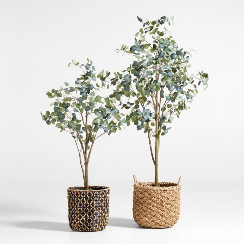 Faux Silver Dollar Eucalyptus Tree 6'