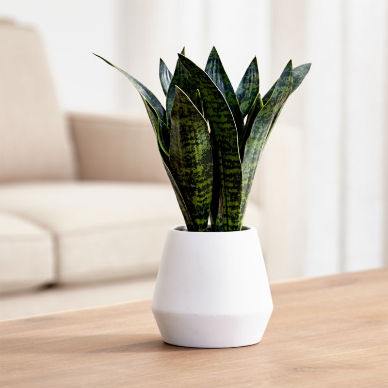 Faux Snake Plant - World Market