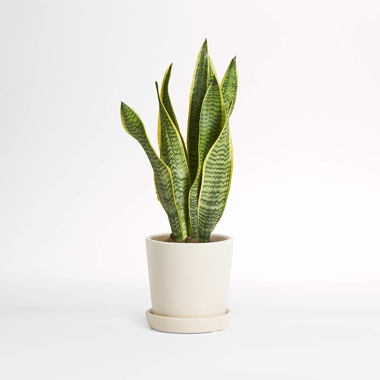 Live Snake Plant in Bryant Planter by The Sill Crate and Barrel