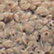 Brown Wooly