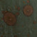 Lichen (18")