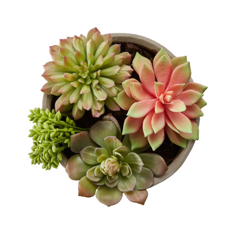 Faux Succulents in Low Round Pot - image 1 of 3