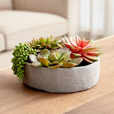 View Faux Succulents in Low Round Pot details