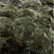 Burnt Green