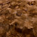 Maple Brown