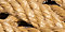 Wheat