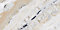 Marble