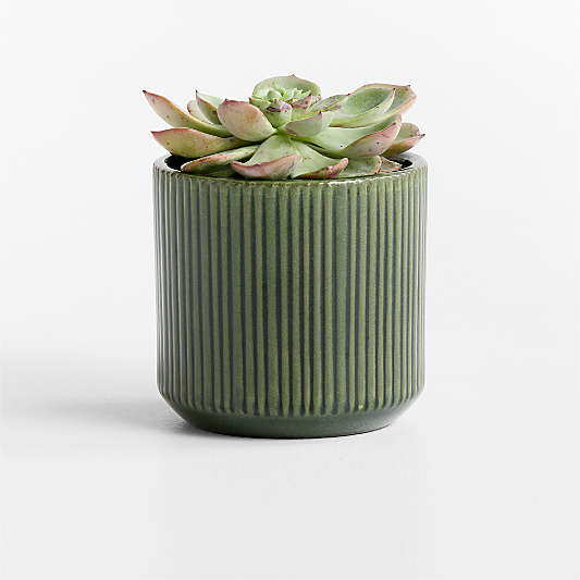 Tulu 6.25" x 6.50" Green Indoor/Outdoor Ceramic Planter