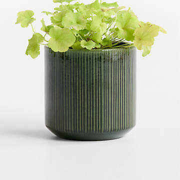 plants for 2 inch pots Philodendron Collection  4 Exclusive Varieties in 2-Inch Pots | Easy-Care  Indoor Plants