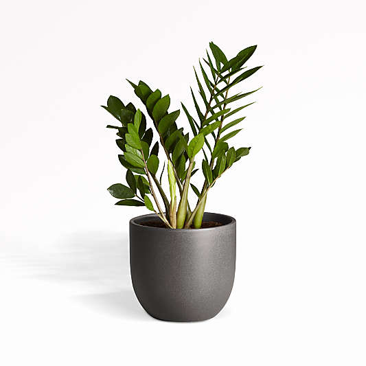 Live ZZ Plant in Black Grant Planter by The Sill