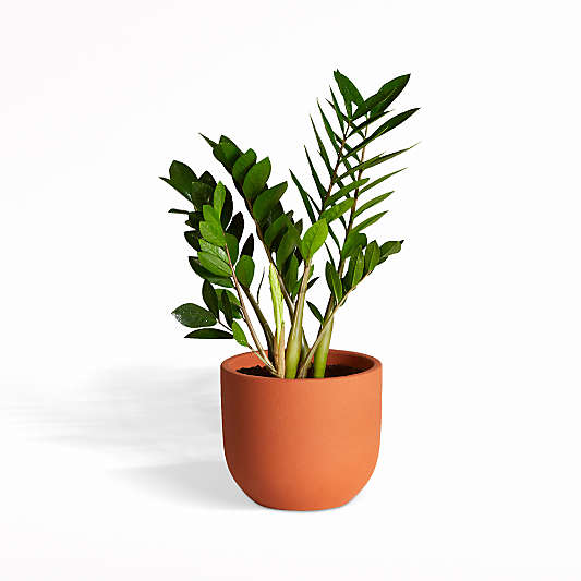 Live ZZ Plant in Terracotta Grant Planter by The Sill