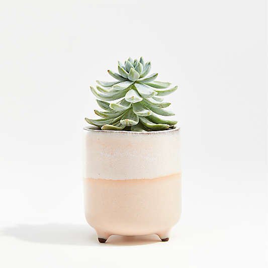 Zea Mini Blush Footed Planter