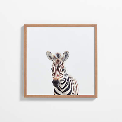 Baby Zebra Walnut Wood Framed Wall Art Print